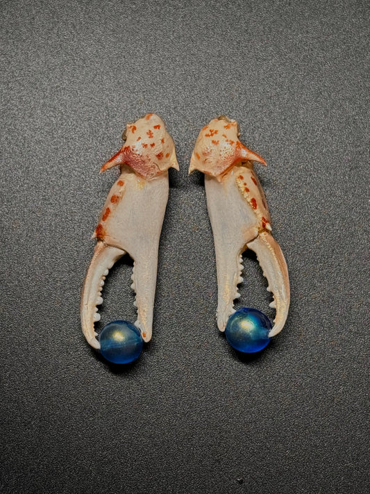 The Crab Who Hold The World