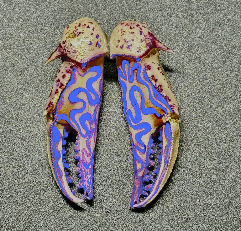 Customizable Swirly Earrings