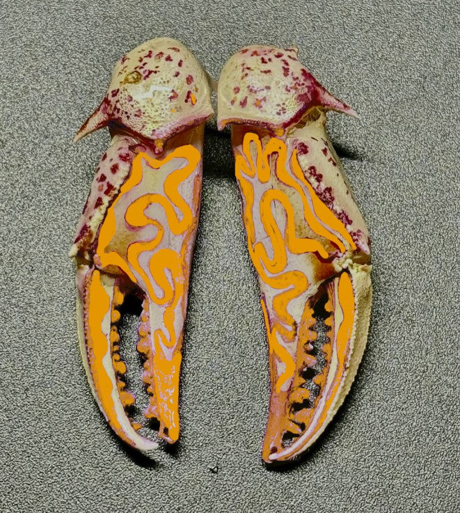 Customizable Swirly Earrings