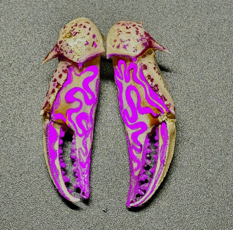 Customizable Swirly Earrings