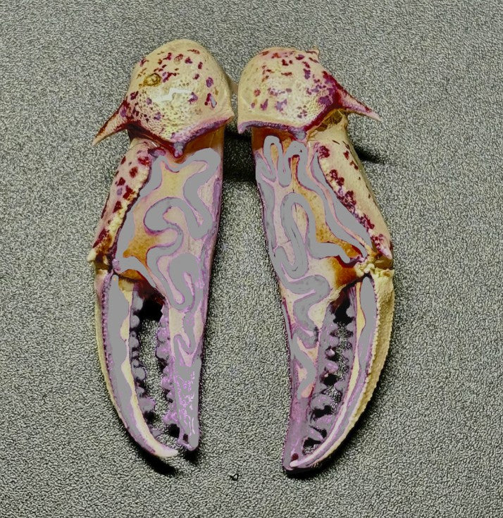 Customizable Swirly Earrings