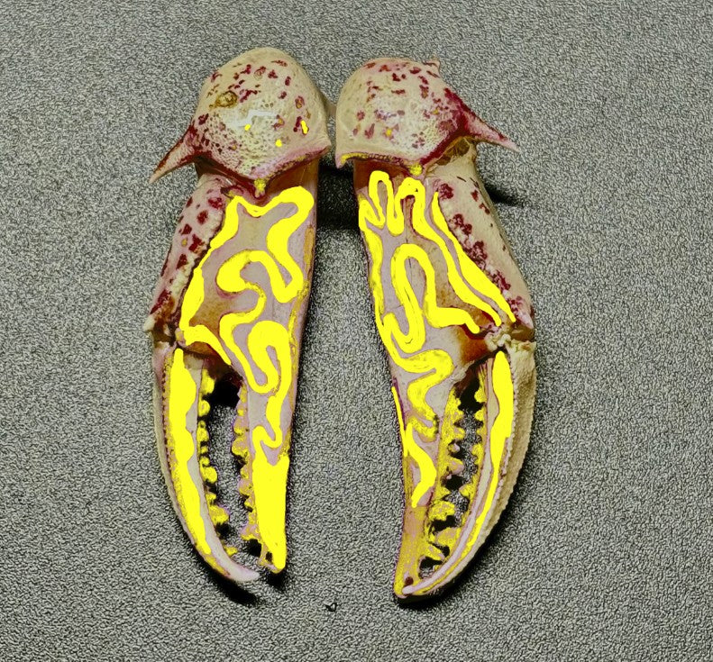 Customizable Swirly Earrings